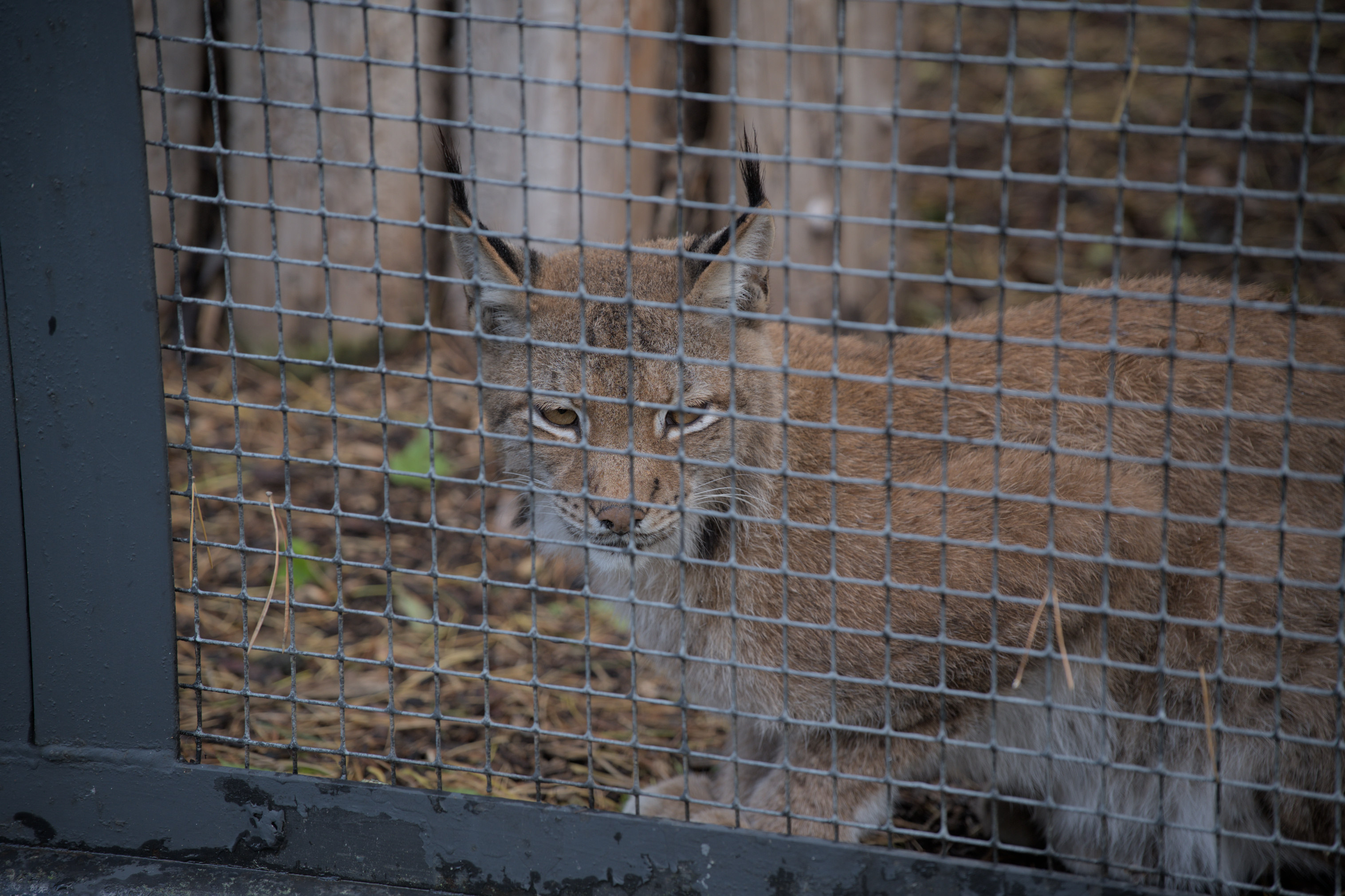 2025/10/12 - zoo/DSC_0354.jpg